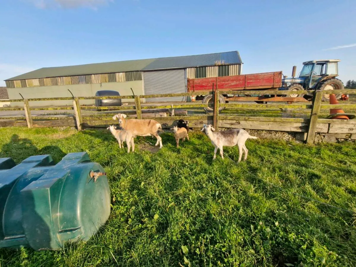 Goats and female kids - Image 3