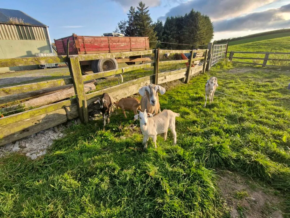 Goats and female kids - Image 1
