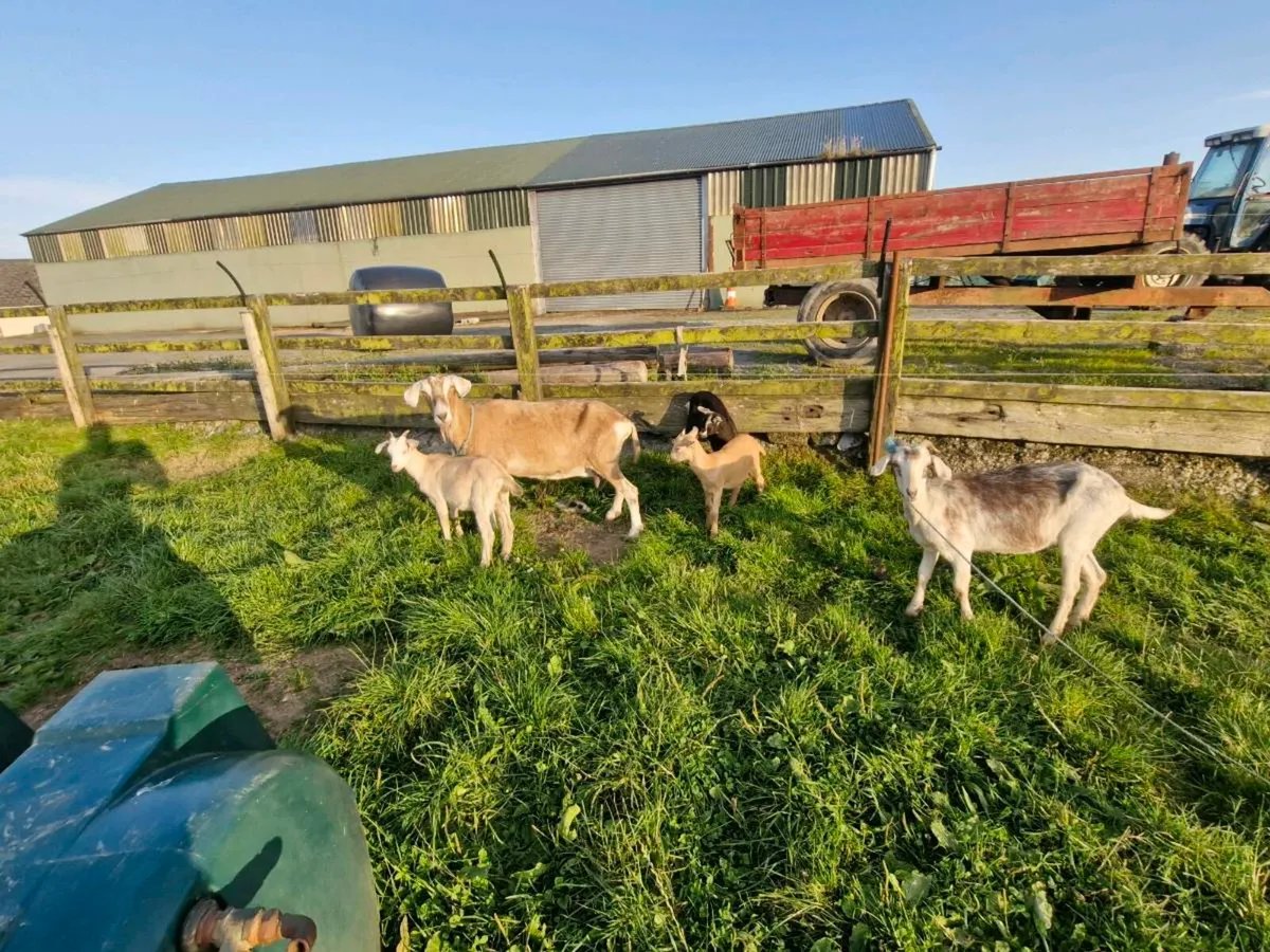 Goats and female kids - Image 4