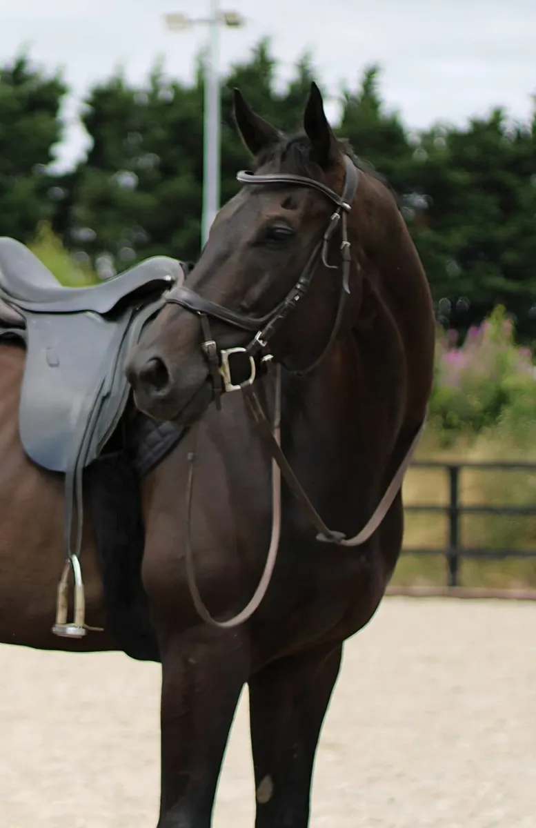 Horse - Image 2