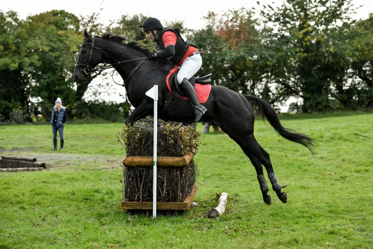 Horse - Image 4