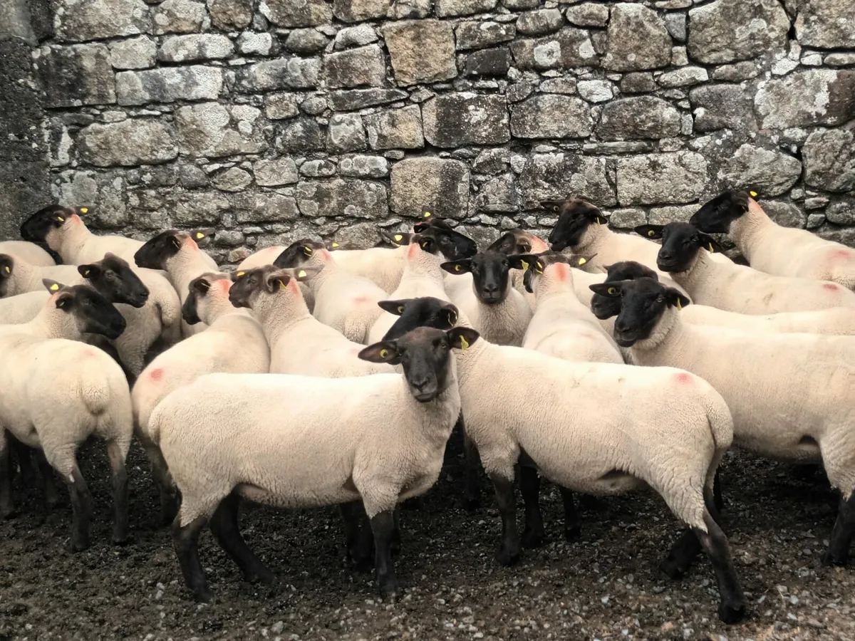 24 Suffolk Hogget Ewes Enniscorthy Mart 30th July - Image 1