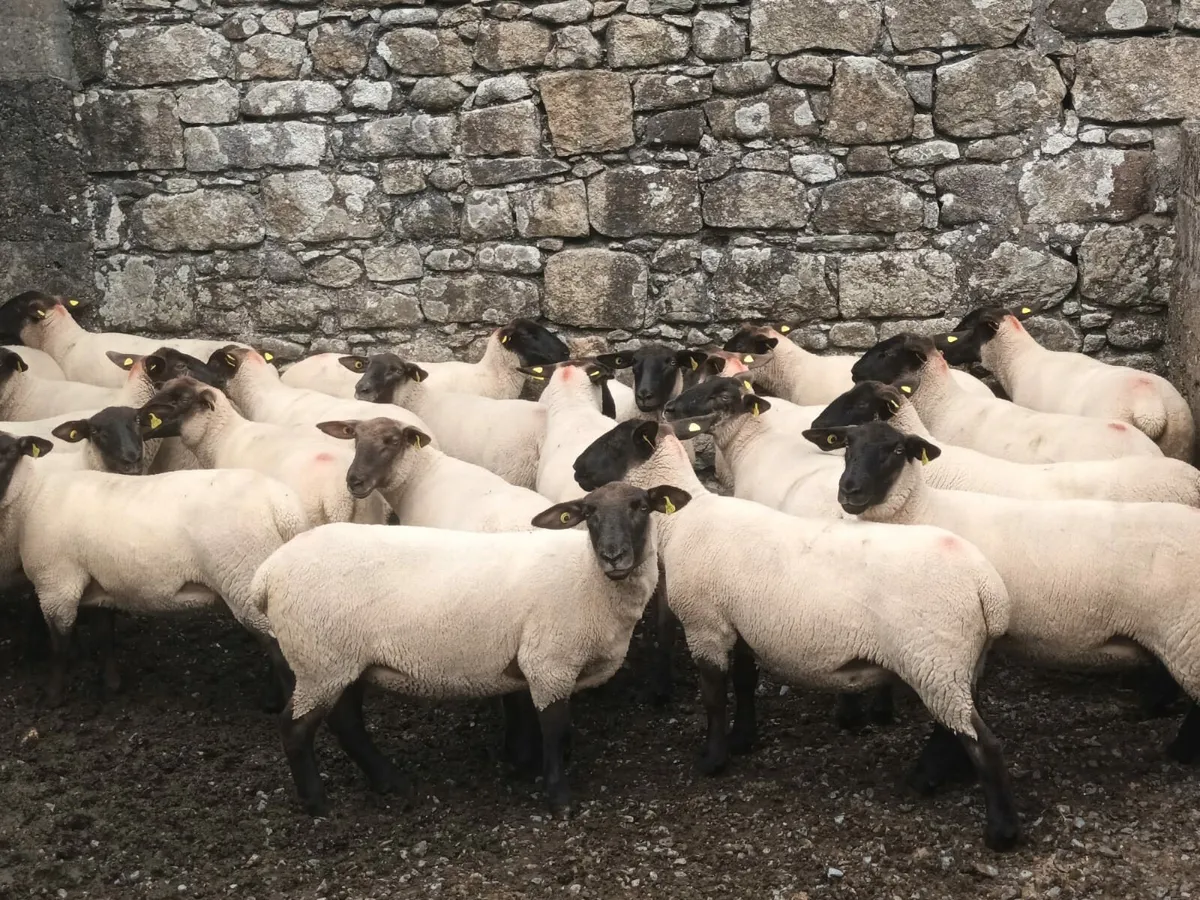24 Suffolk Hogget Ewes Enniscorthy Mart 30th July - Image 2
