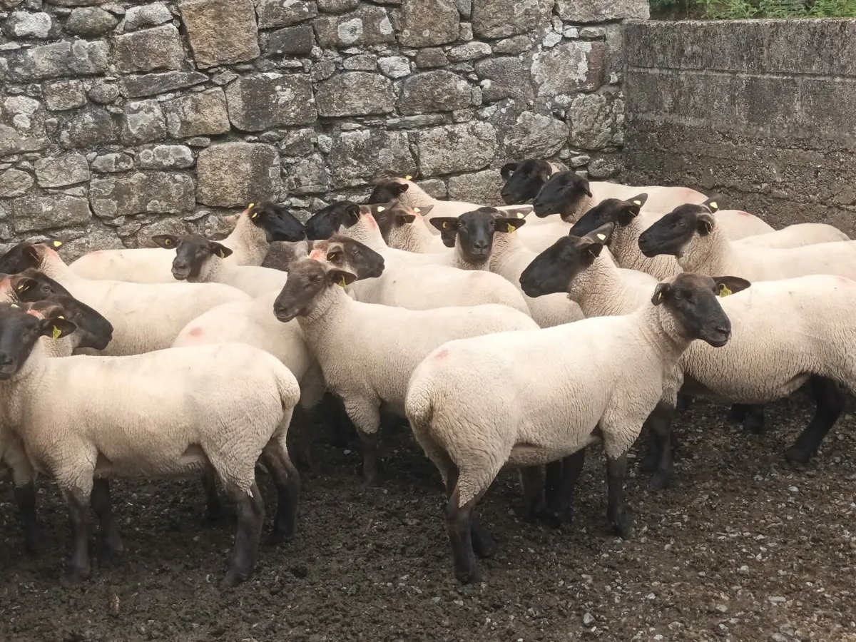 24 Suffolk Hogget Ewes Enniscorthy Mart 30th July - Image 3