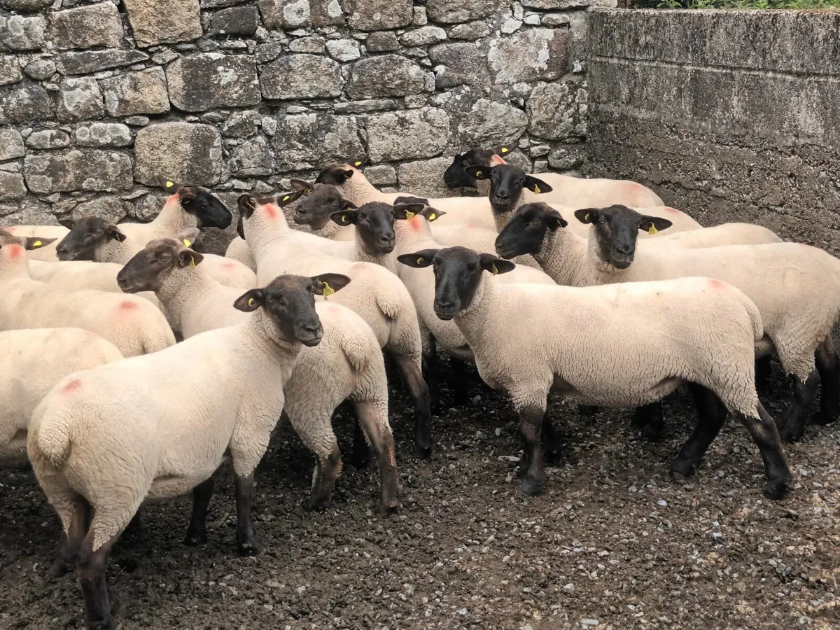 24 Suffolk Hogget Ewes Enniscorthy Mart 30th July - Image 4
