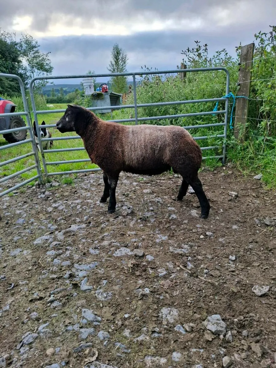Blue Texel Ram Lamb - Image 1