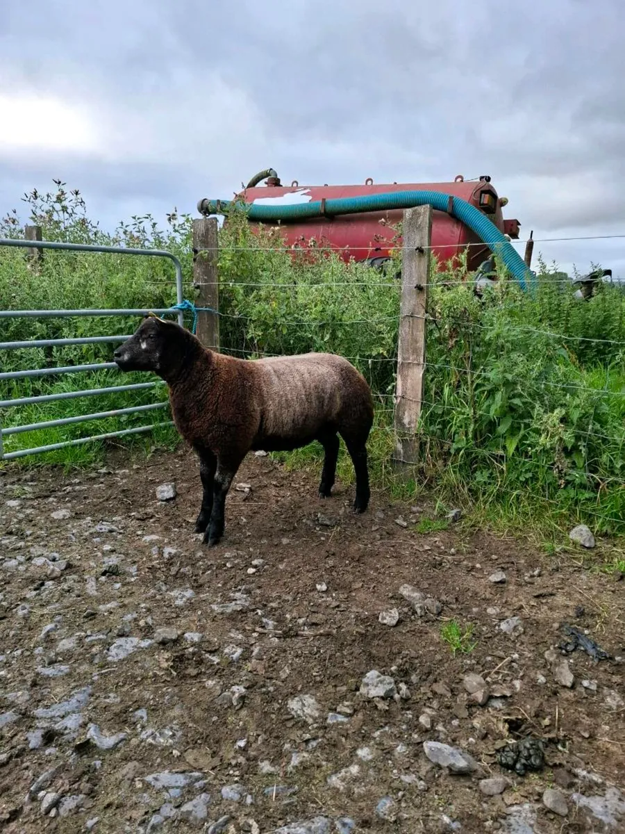 Blue Texel Ram Lamb - Image 3