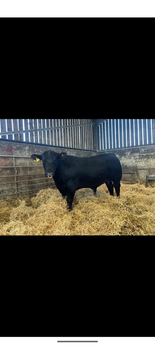 Angus Bull wanted