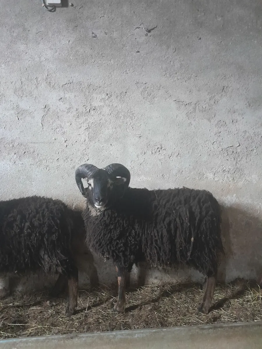 Shetland ram - Image 2