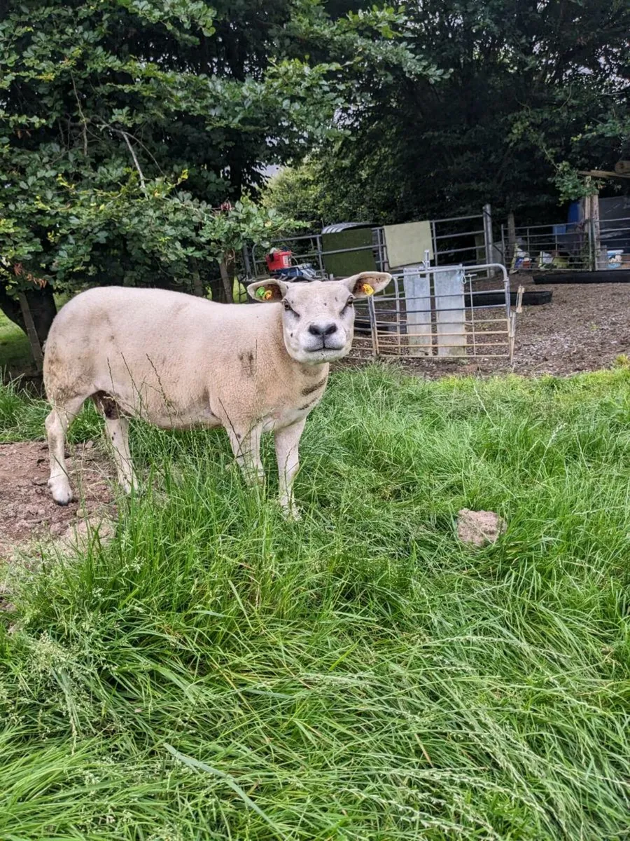 Pick of 10 Texel ewes PBR. - Image 3