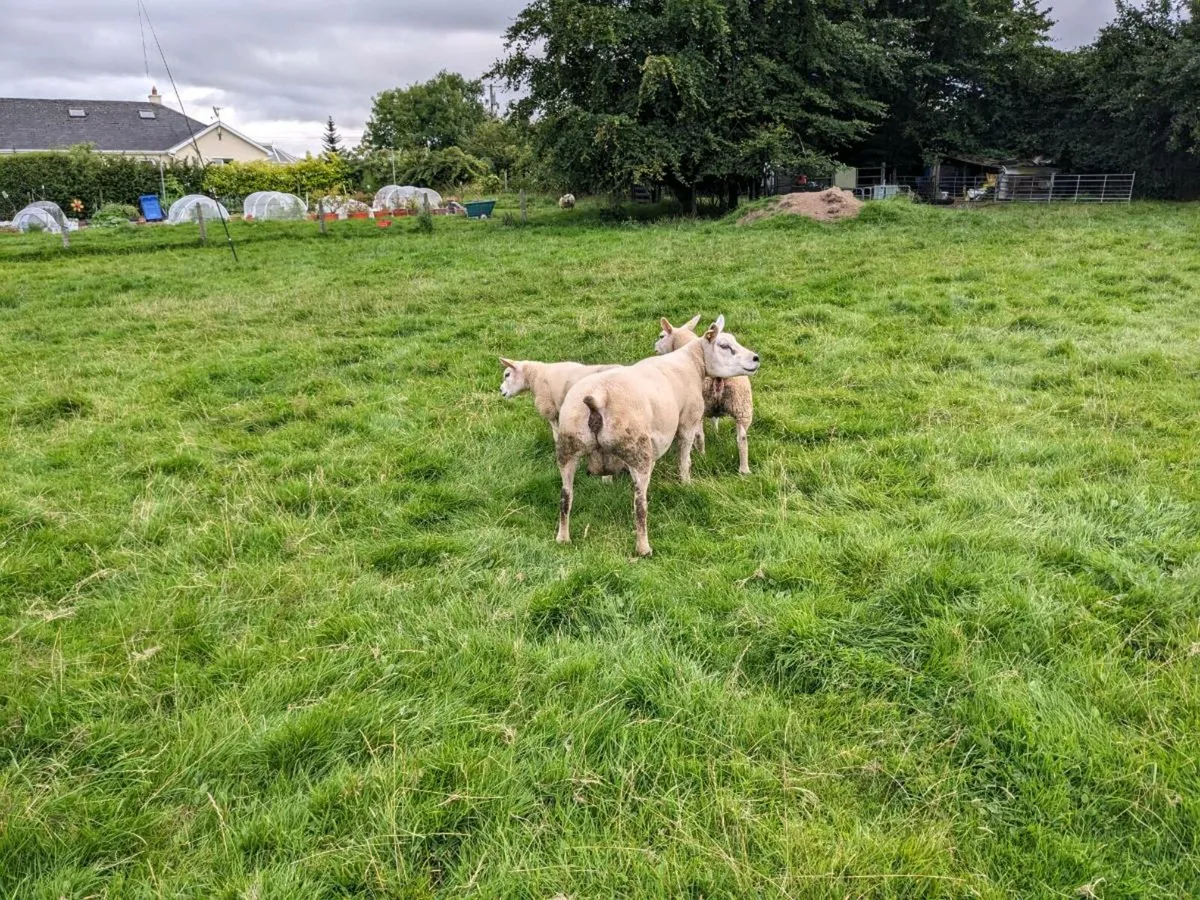 Pick of 10 Texel ewes PBR. - Image 4
