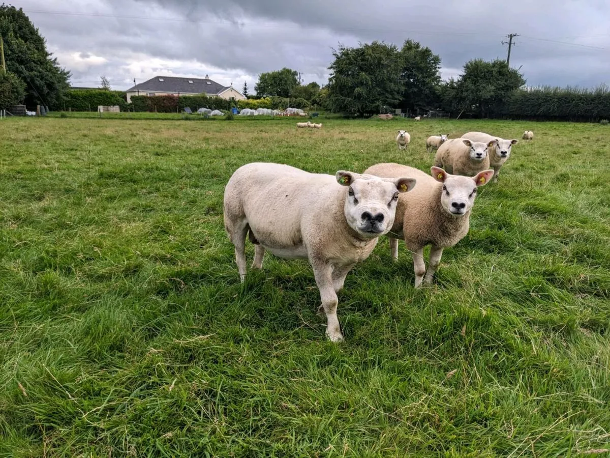 Pick of 10 Texel ewes PBR. - Image 2