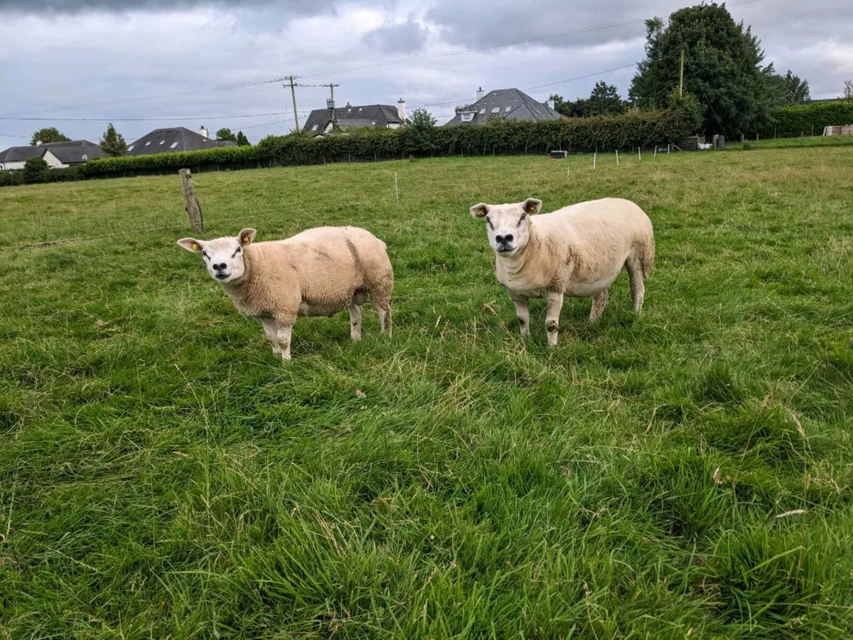 Pick of 10 Texel ewes PBR. - Image 1
