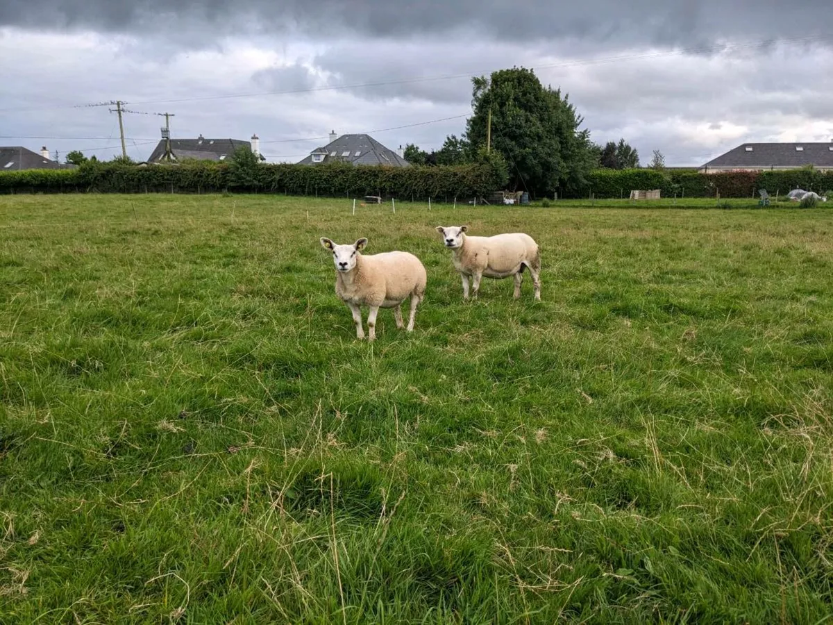7 Texel ewes PBR. - Image 1