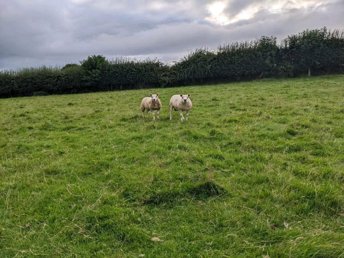 7 Texel ewes PBR. - Image 4