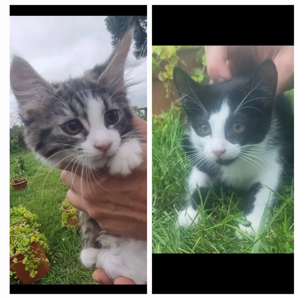 Kittens - Image 1