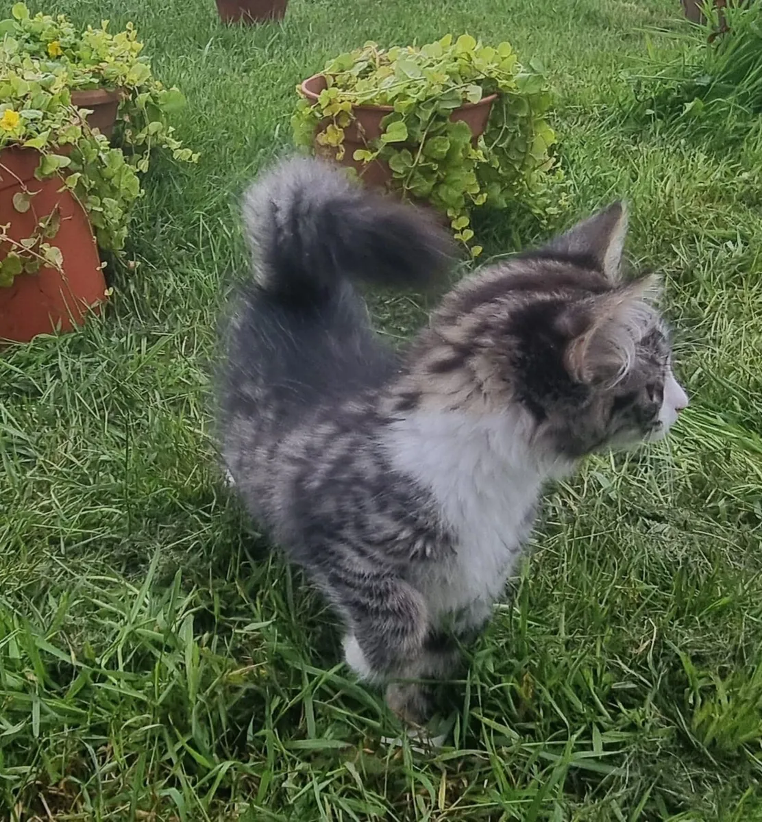 Kittens - Image 2