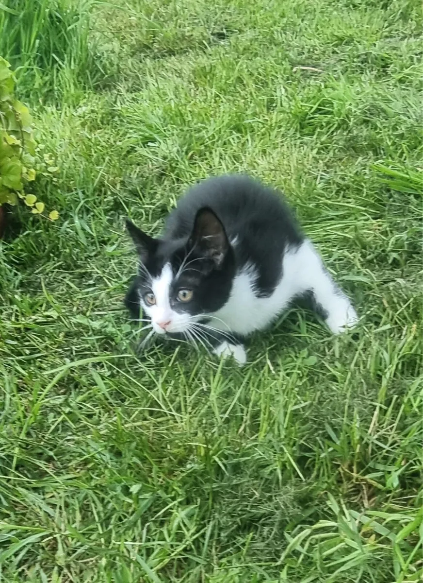 Kittens - Image 3
