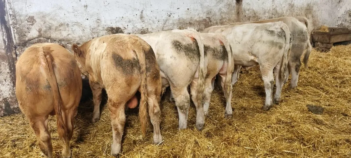 For sale at Ballinakill Mart on Saturday Aug 2nd - Image 1
