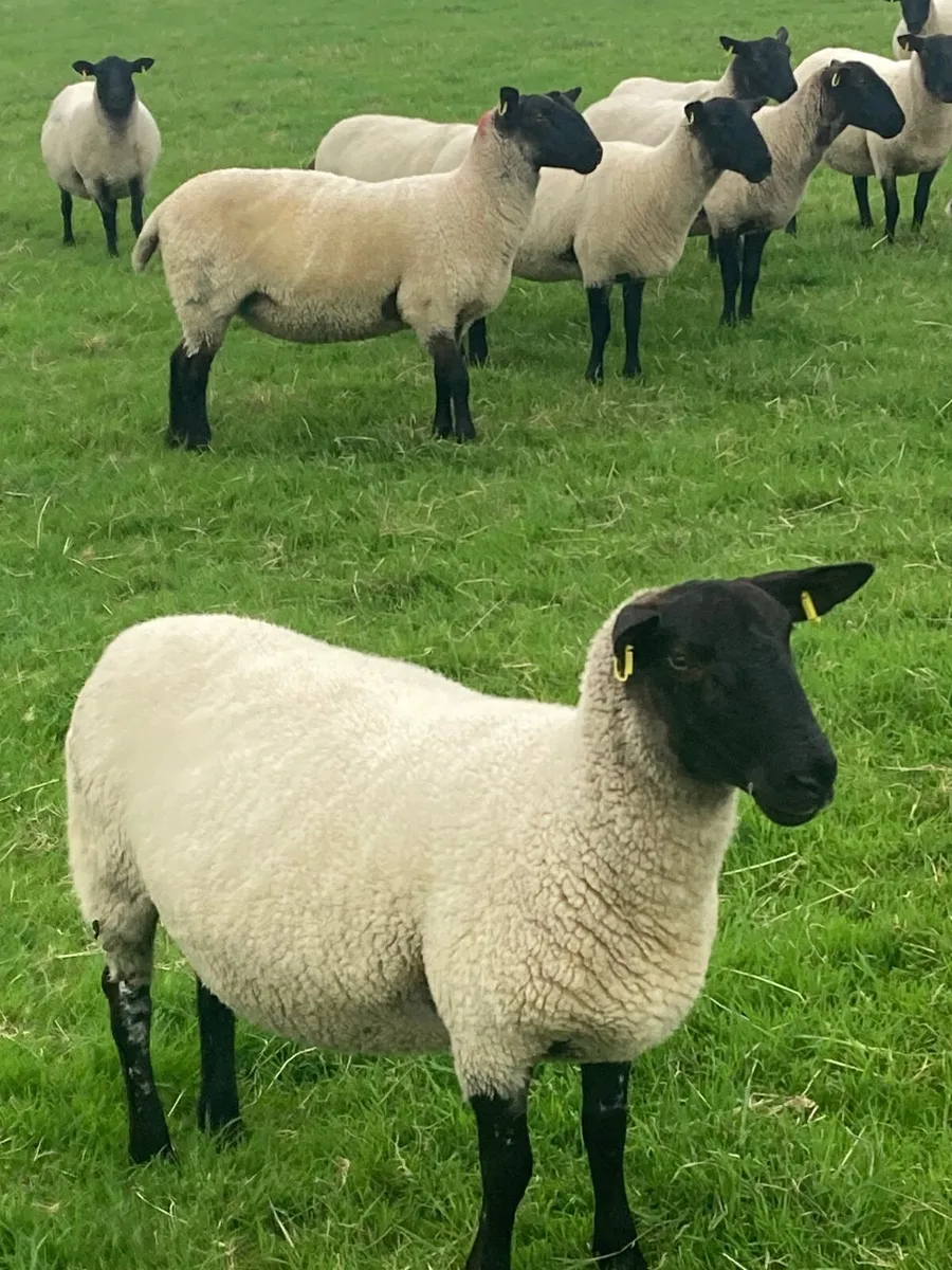 Suffolk Mule Hoggots - Image 1