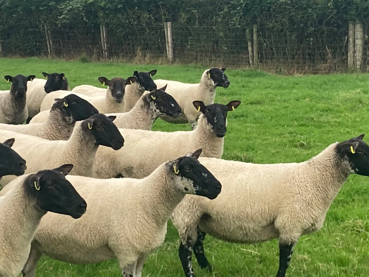 Suffolk Mule Hoggots - Image 3