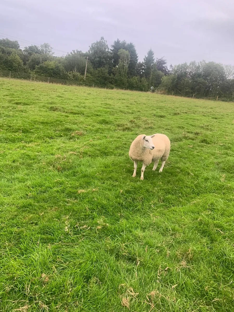 Two ewe lambs - Image 1