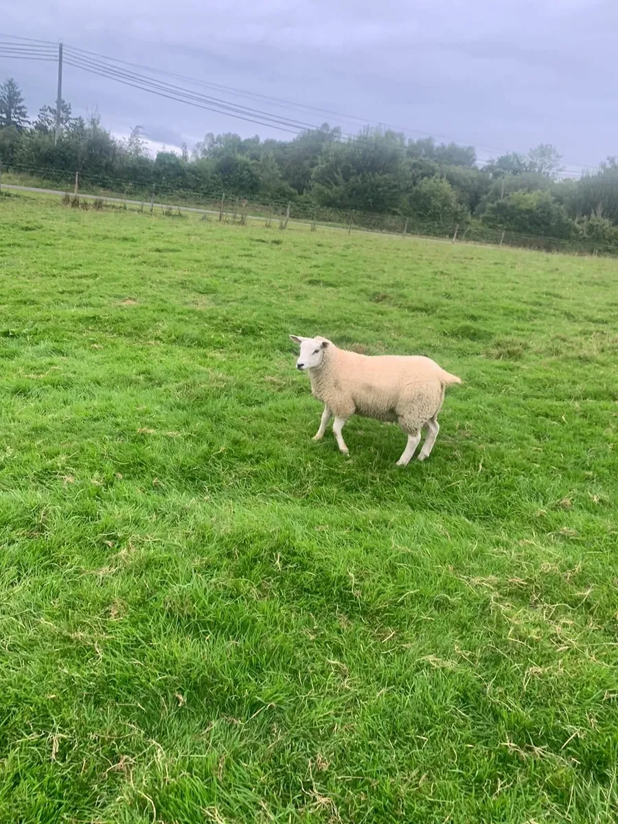 Two ewe lambs - Image 2