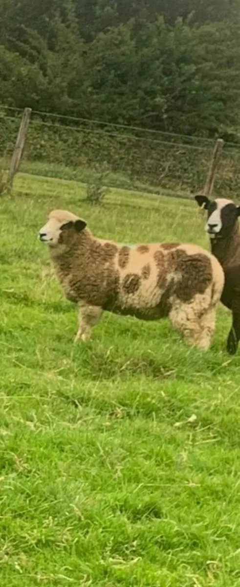 Two ewe lambs - Image 3