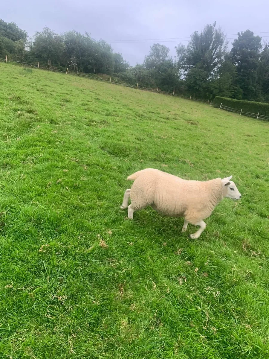 Two ewe lambs - Image 4