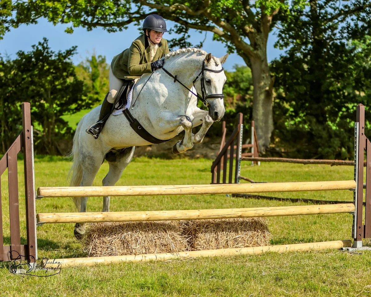 Performance Connemara Pony 15hh - Image 1