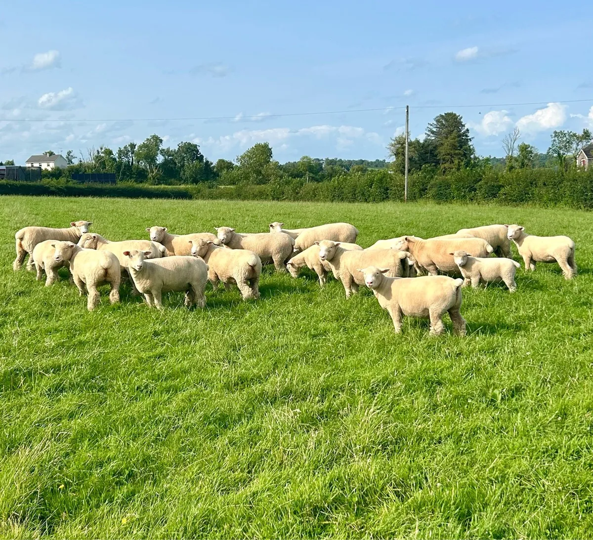 Pedigree registered Dorset ewe lambs - Image 2