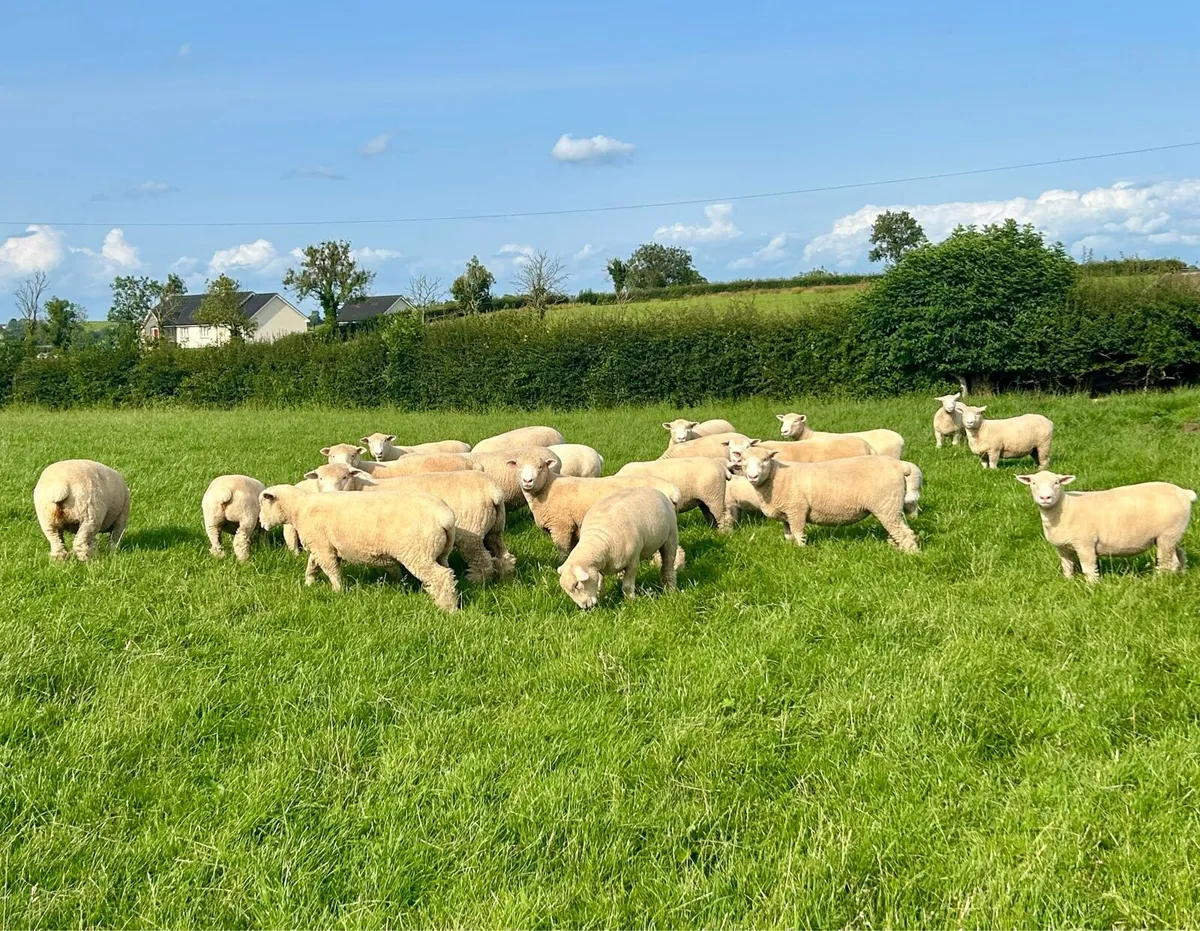 Pedigree registered Dorset ewe lambs - Image 3