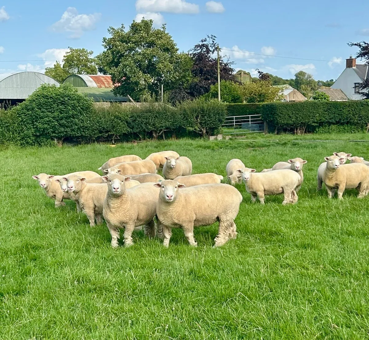 Pedigree registered Dorset ewe lambs - Image 1