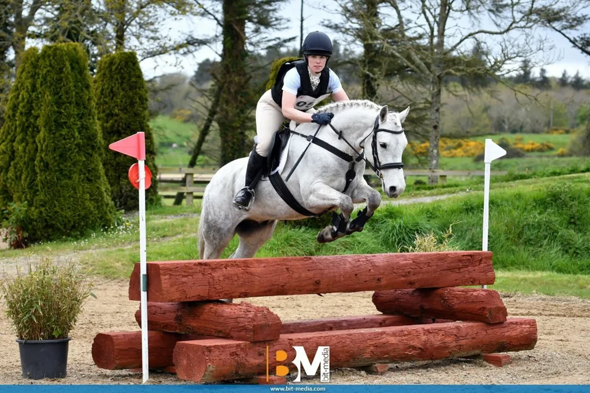 Performance Connemara Pony 15hh - Image 2