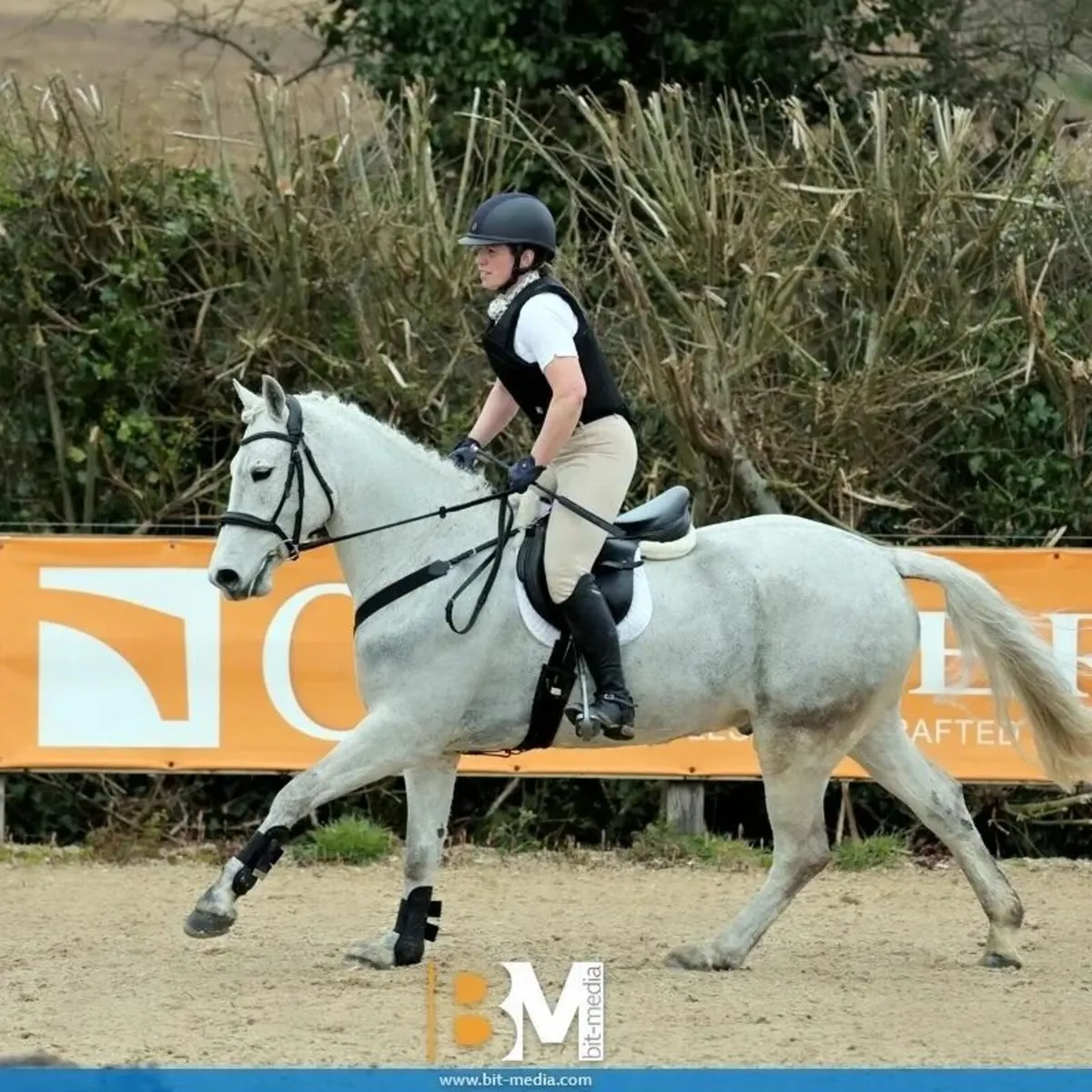Performance Connemara Pony 15hh - Image 3