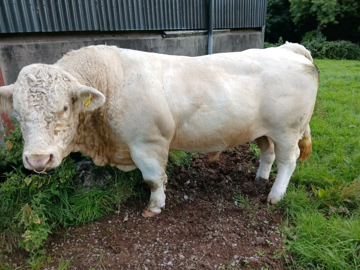Ped Charolais bull - Image 4