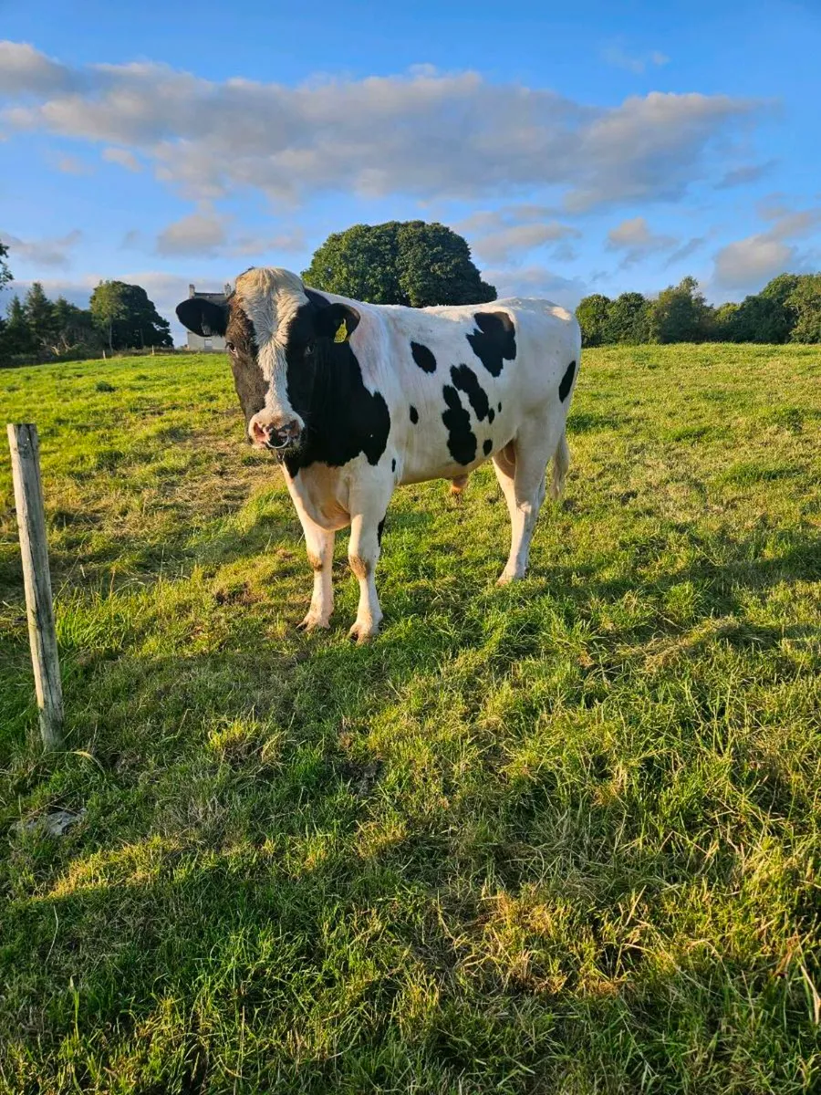 Friesian Bull - Image 1