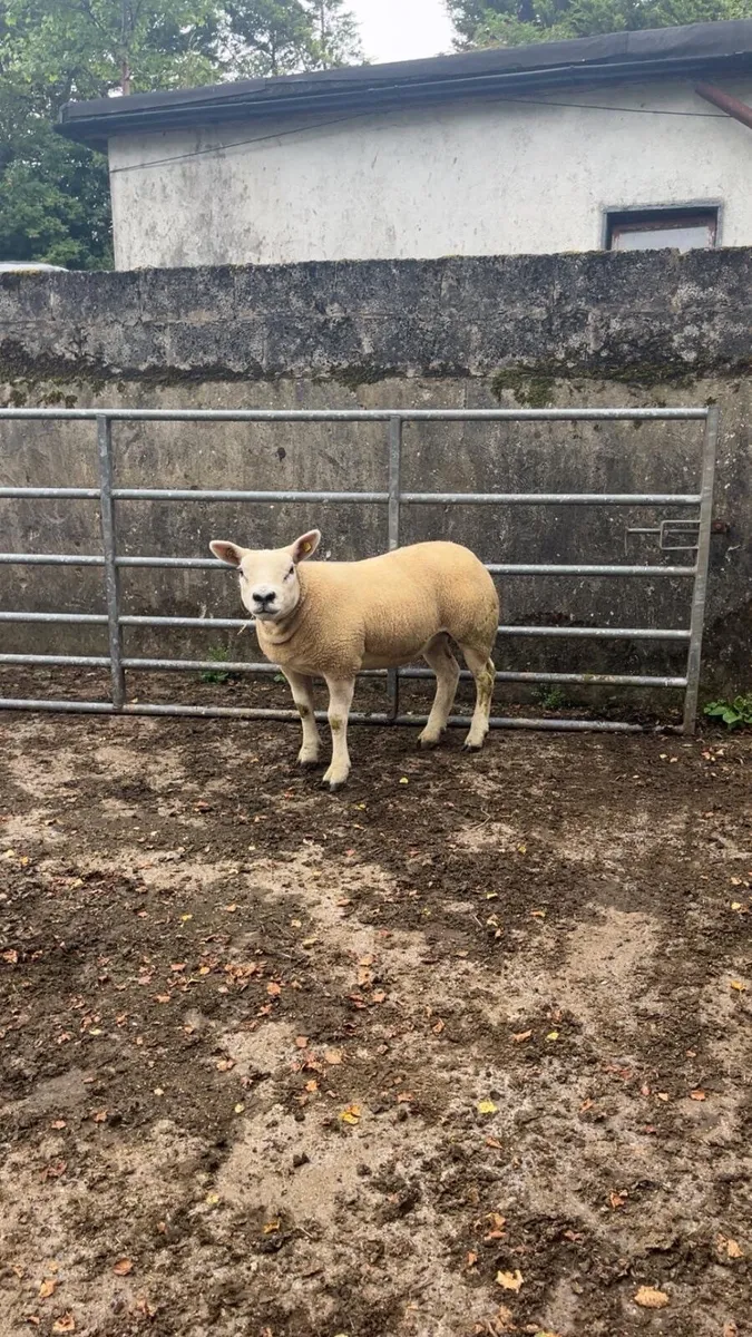 Two serious pedigree Texel hoggets - Image 1