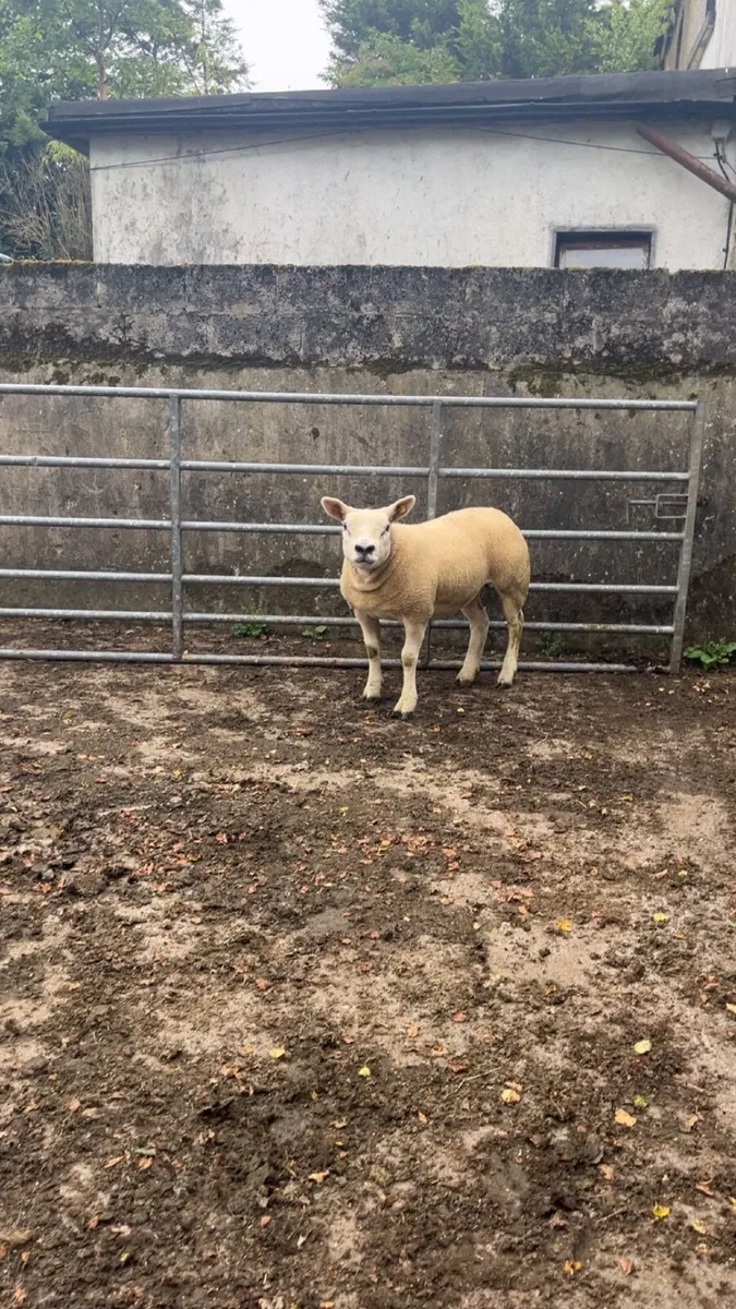 Two serious pedigree Texel hoggets - Image 3