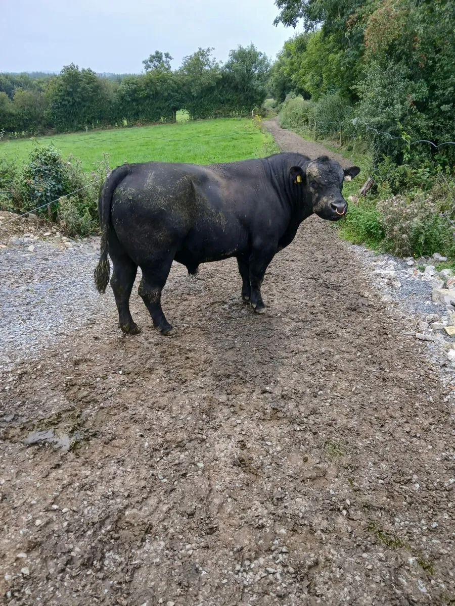 Aberdeen Angus bull - Image 1
