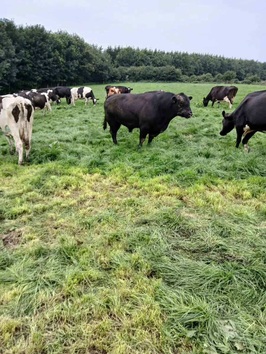 Aberdeen Angus bull - Image 2