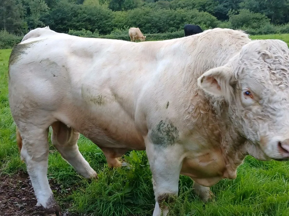 Ped Charolais bull - Image 2