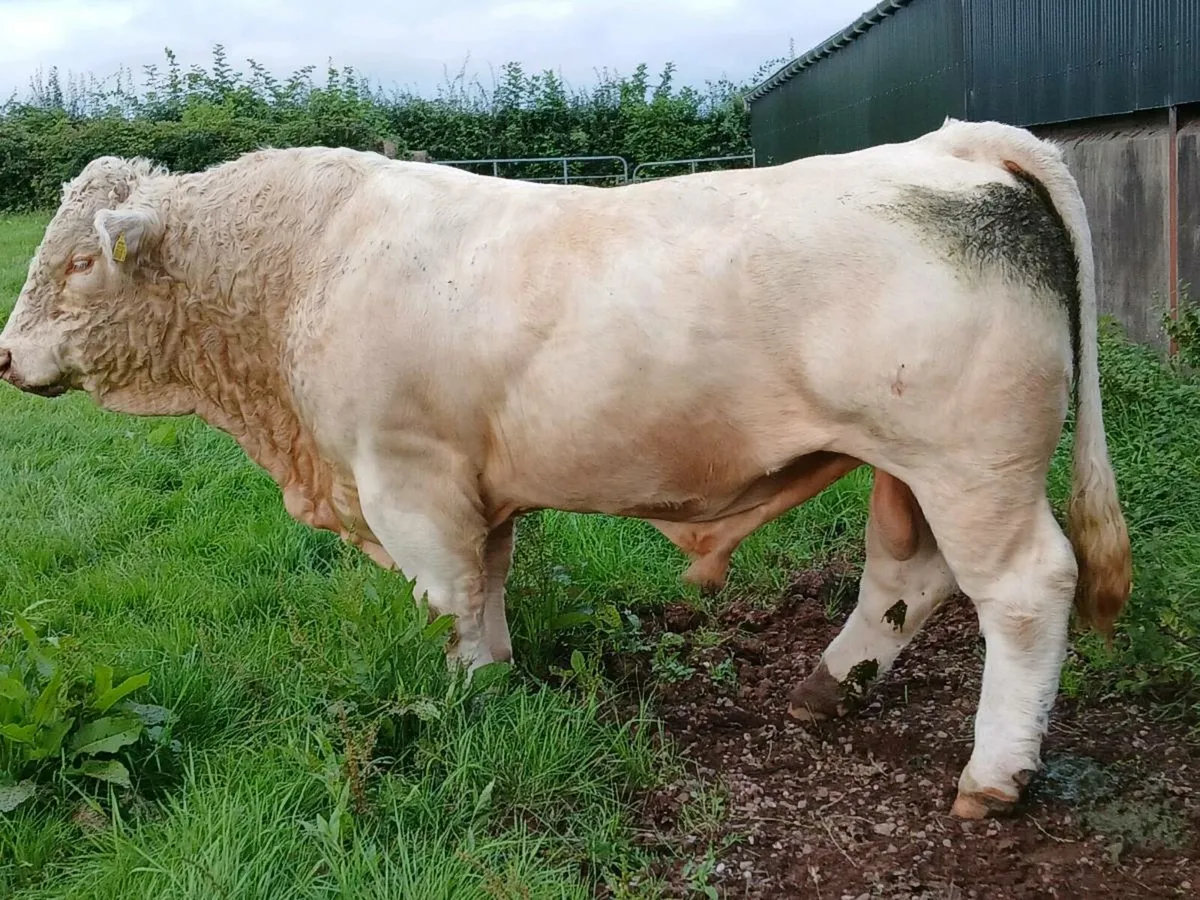 Ped Charolais bull - Image 1