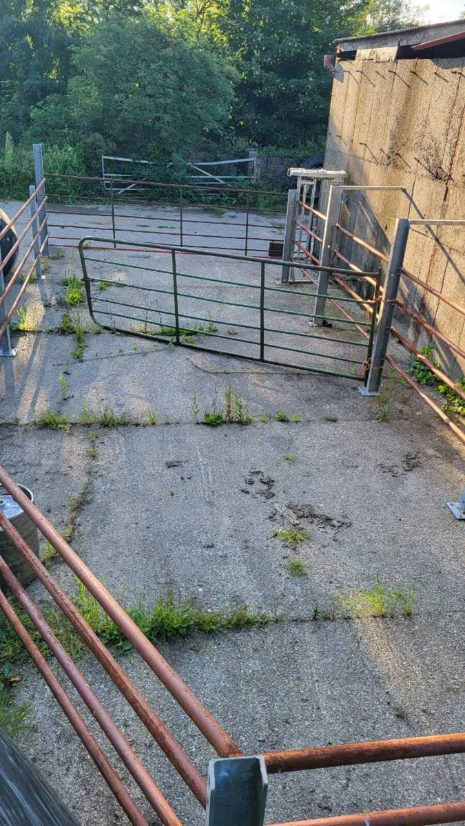 Cattle crush - Image 4