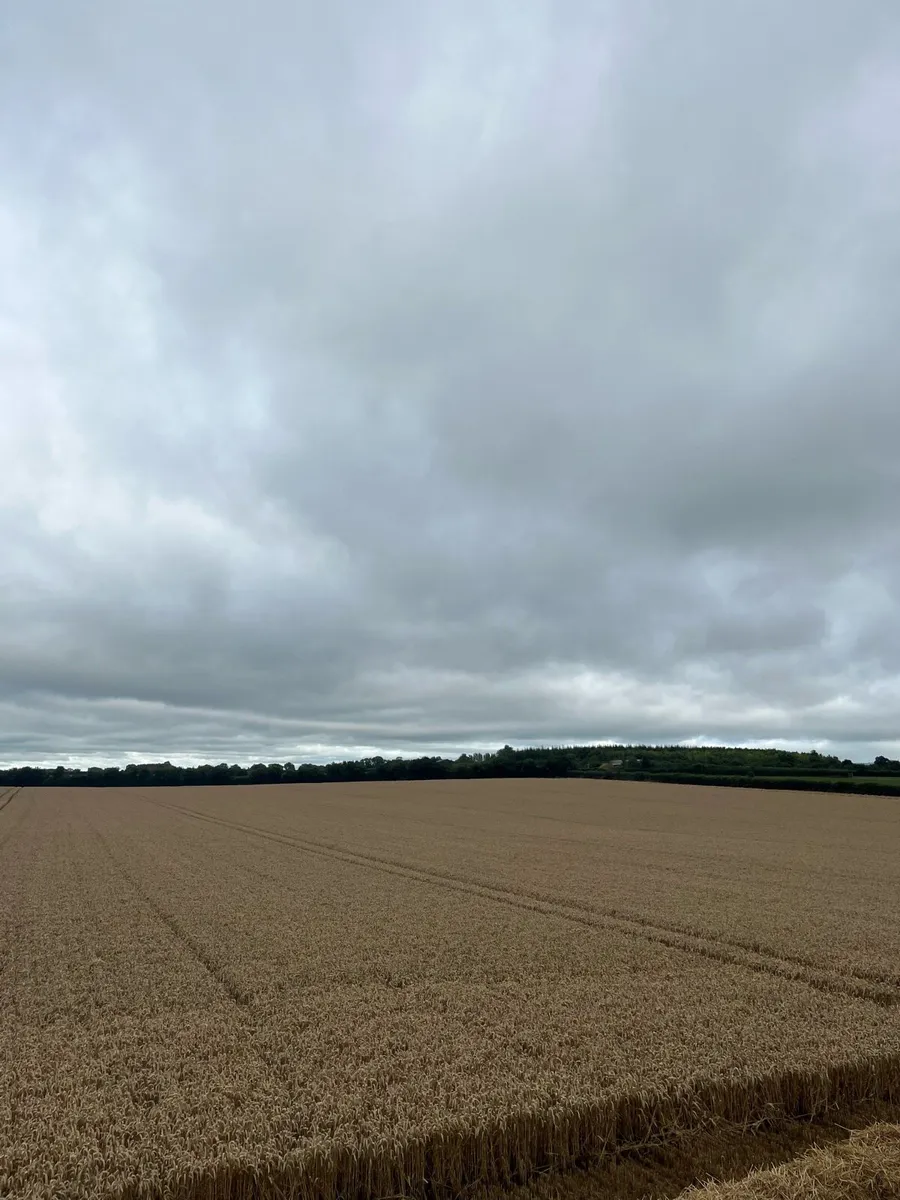Winter Wheat Straw - Image 1