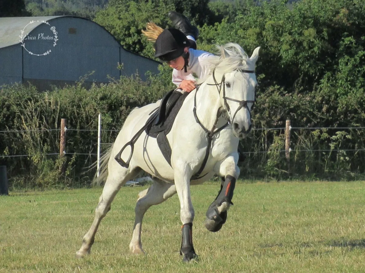 Potential games pony for sale - Image 1