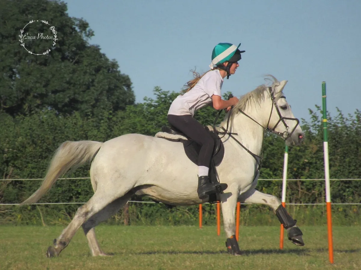 Potential games pony for sale - Image 2