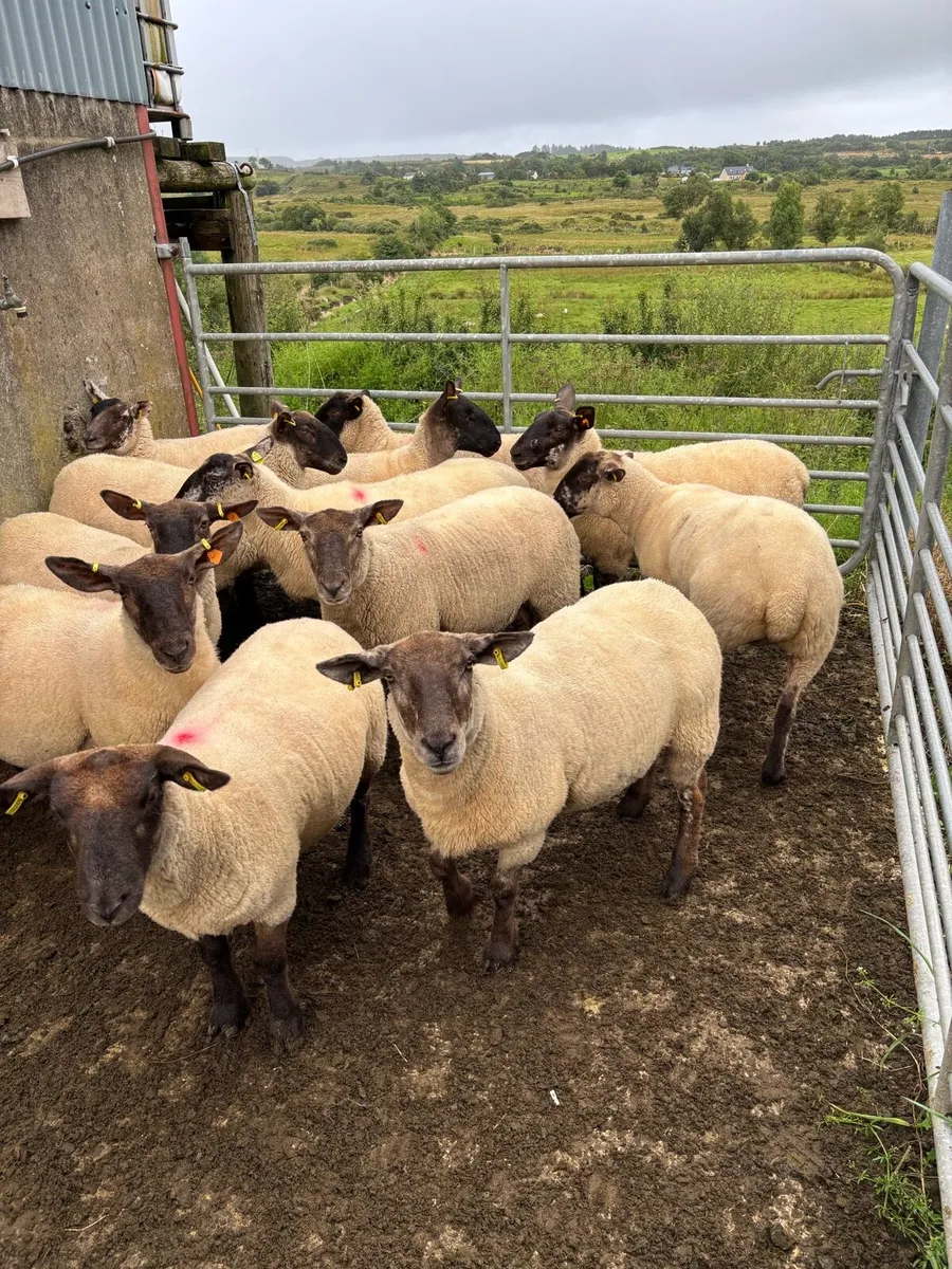 Suffolk Hoggets - Image 1