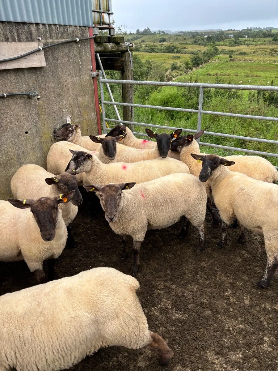 Suffolk Hoggets - Image 2
