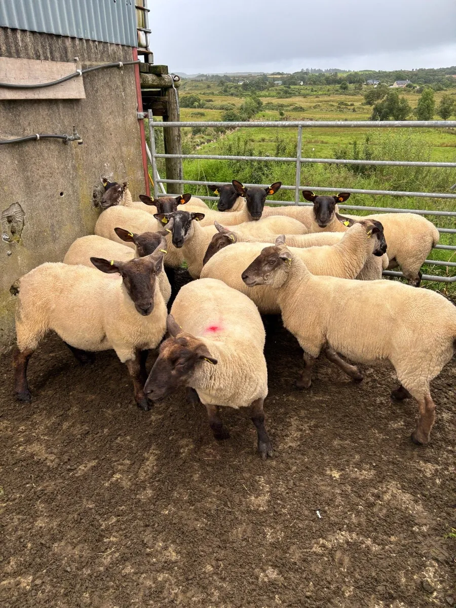 Suffolk Hoggets - Image 3